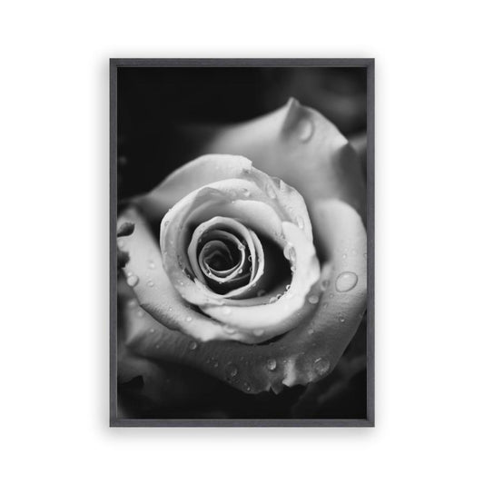 Rose B&W Print - Blim & Blum