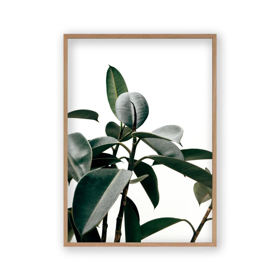 Rubber Plant Print - Blim & Blum