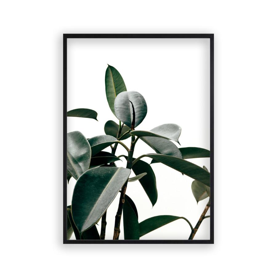 Rubber Plant Print - Blim & Blum