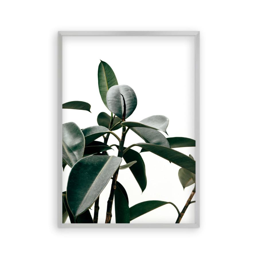 Rubber Plant Print - Blim & Blum